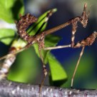 Mantis 1